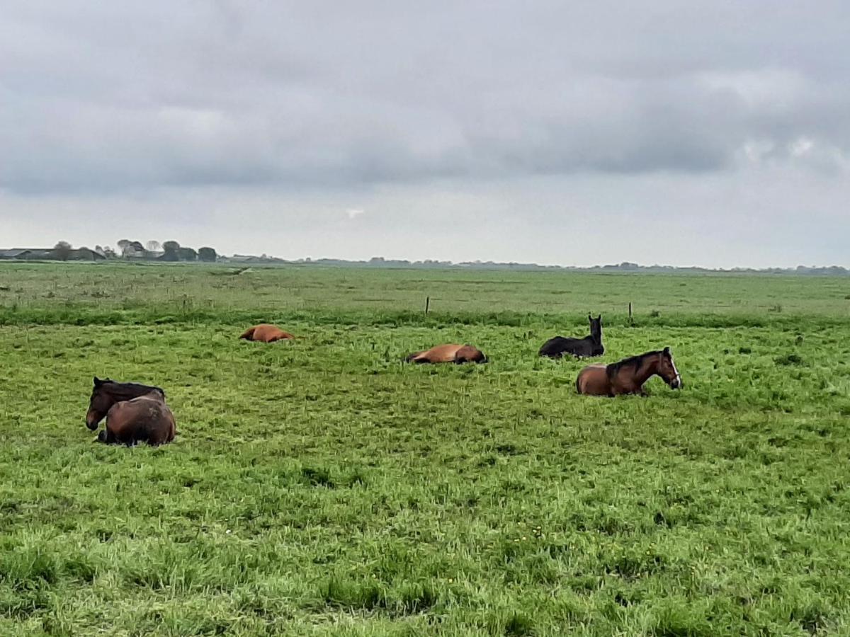 Appartamento De Sarrieshut Houwerzijl Esterno foto